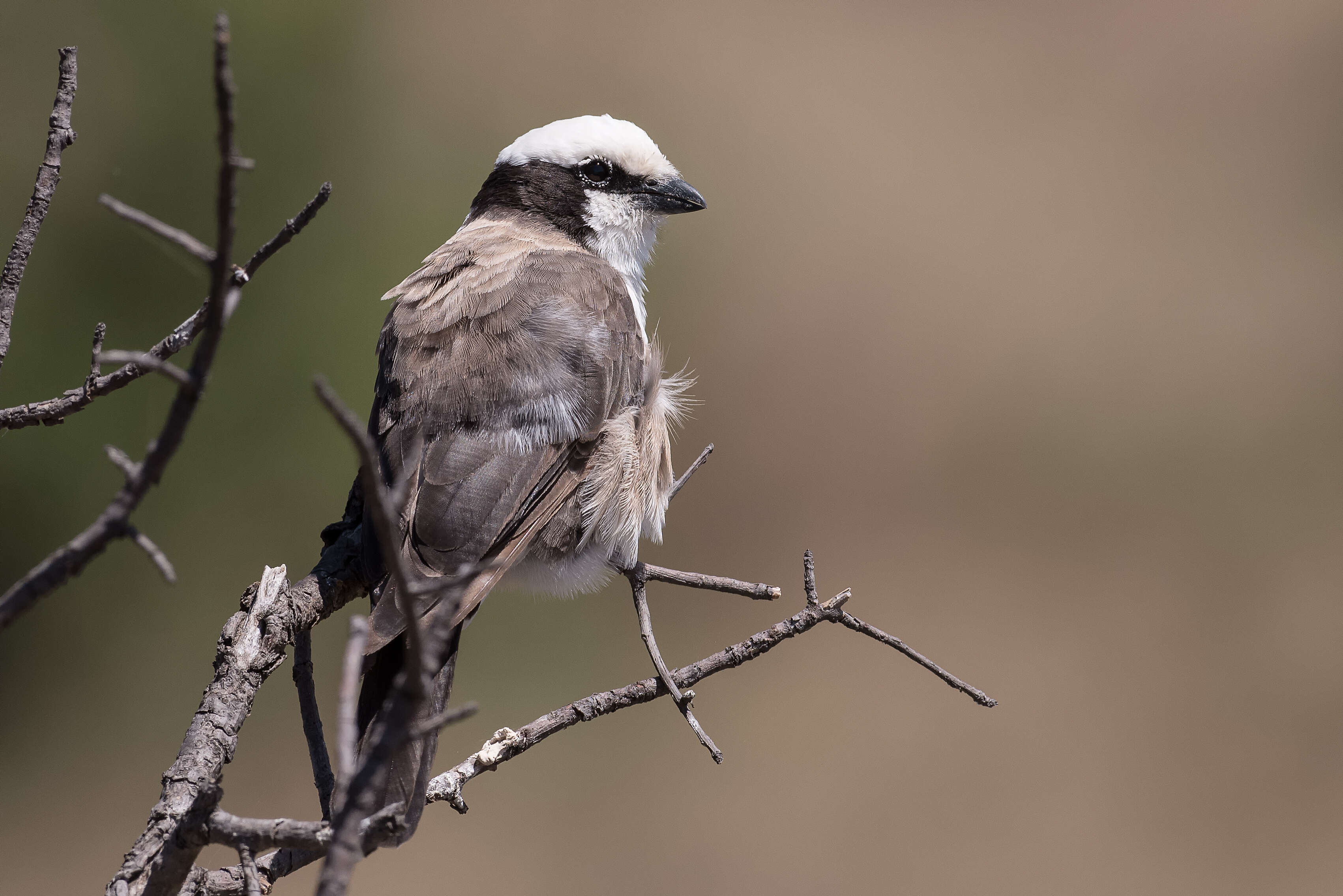 Image of Northern White-crowned Shrike