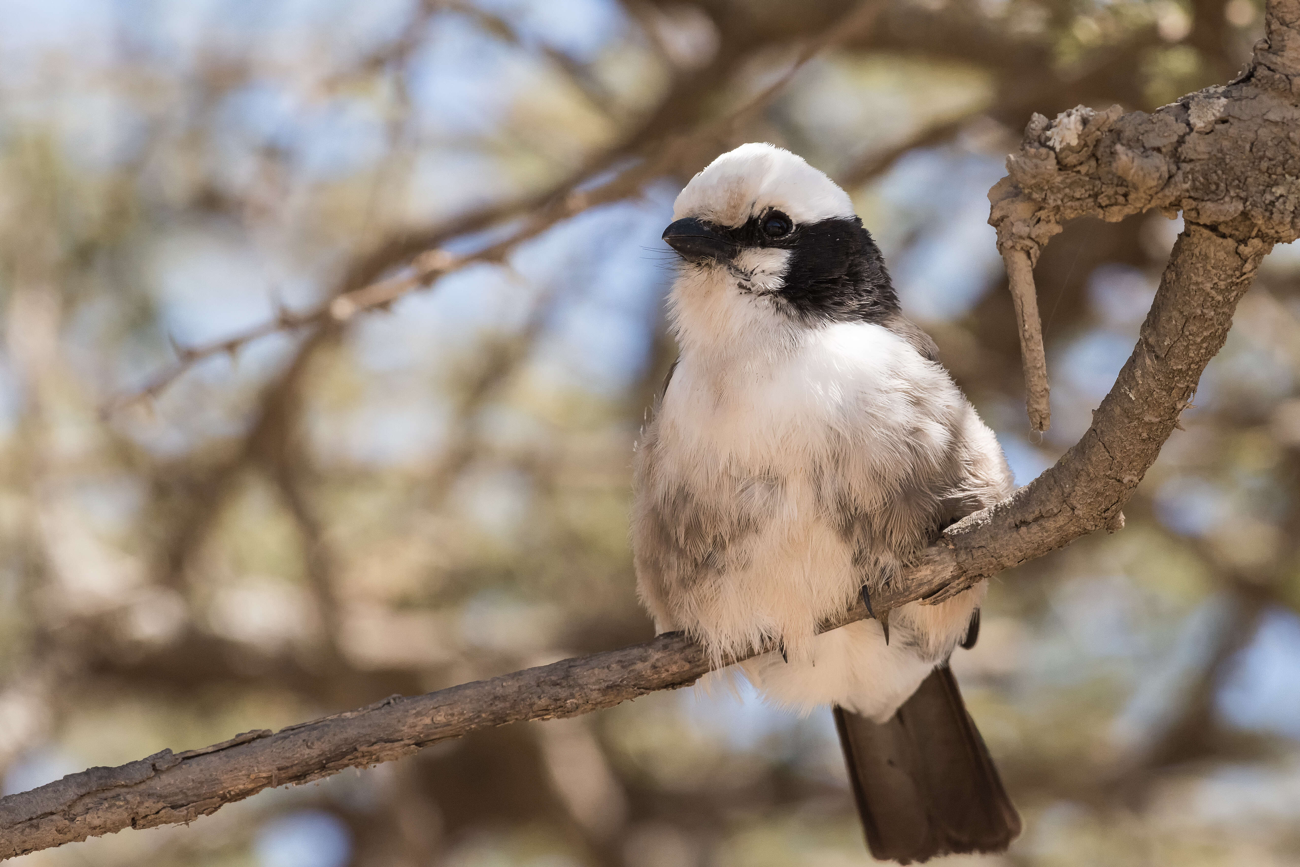 Image of Northern White-crowned Shrike