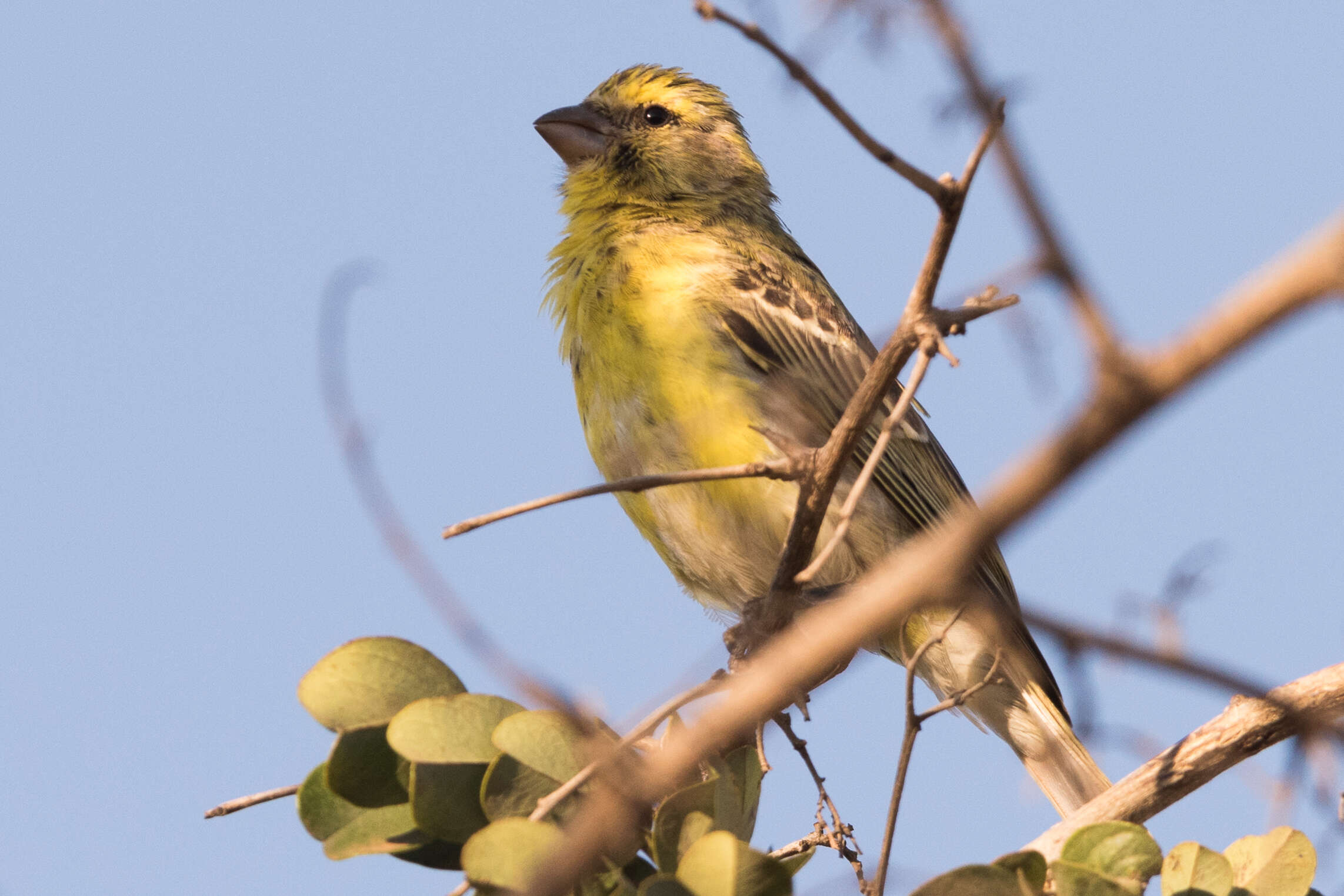 Image of White-bellied Canary