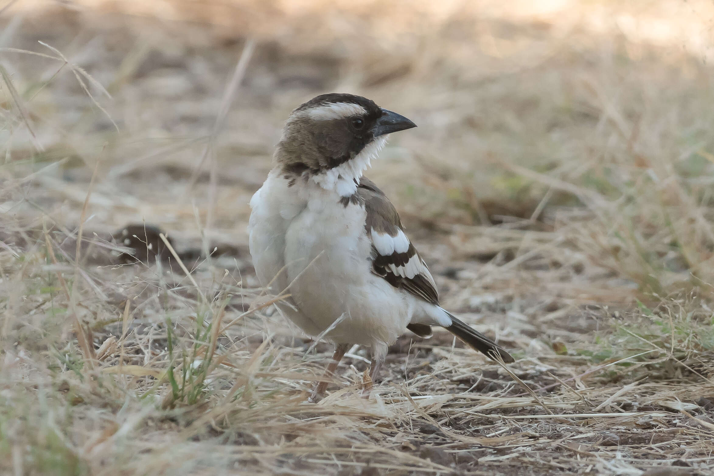 Image of sparrow-weaver