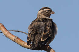 Image of Village Indigobird