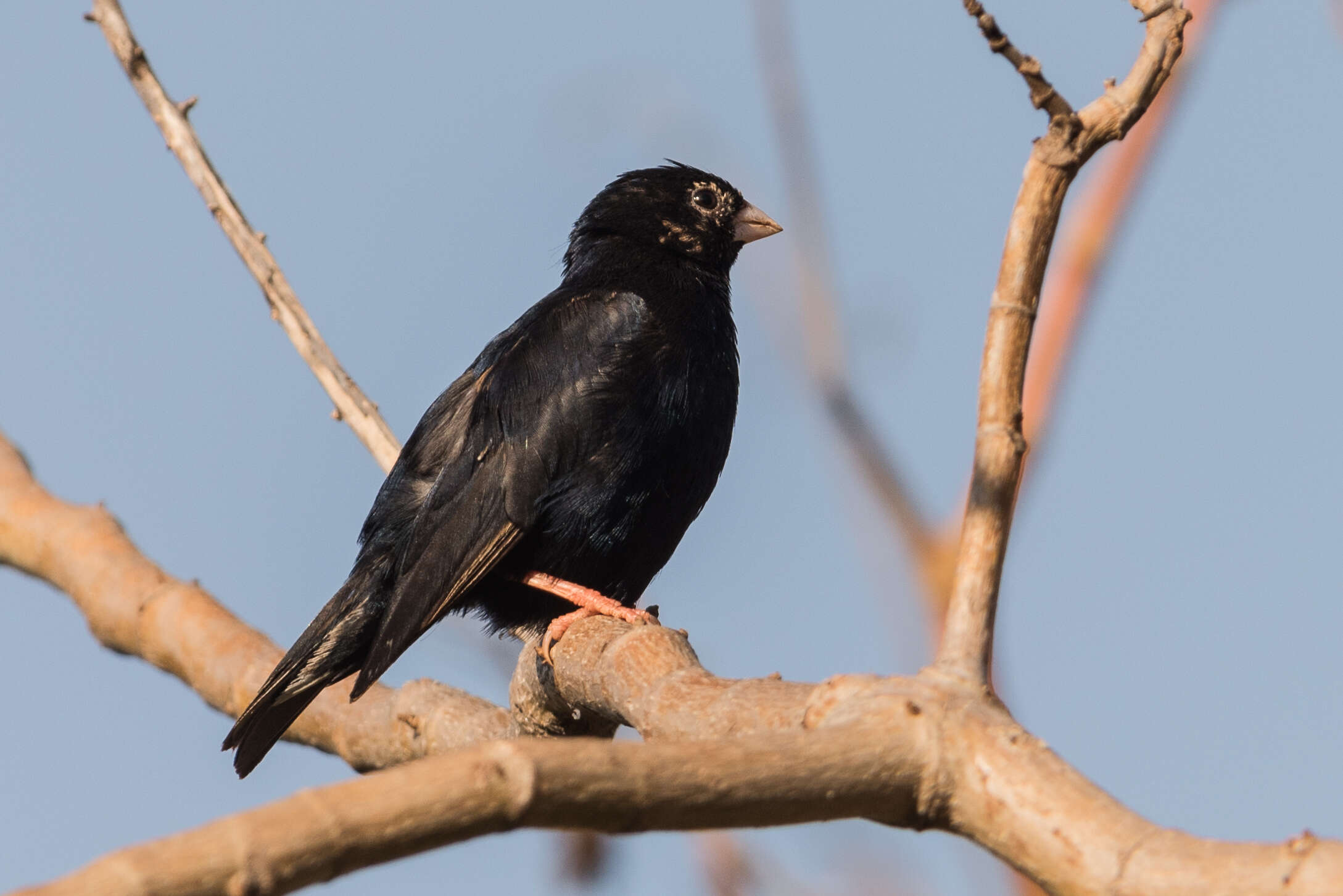 Image of Village Indigobird