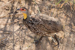 Pternistis leucoscepus (Gray & GR 1867) resmi