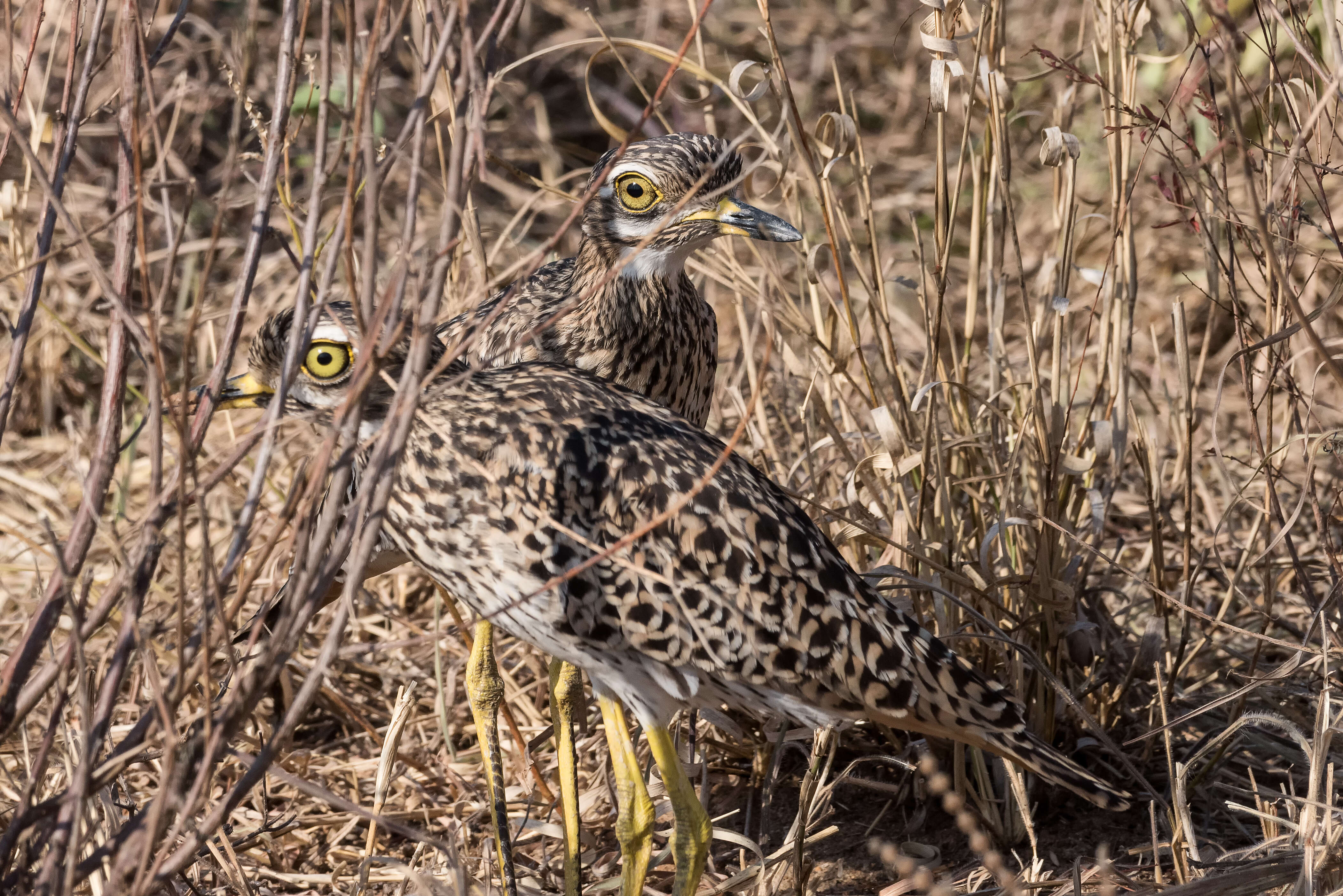 Image of Cape Thick-knee