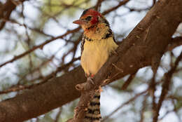 Image of Red-and-yellow Barbet