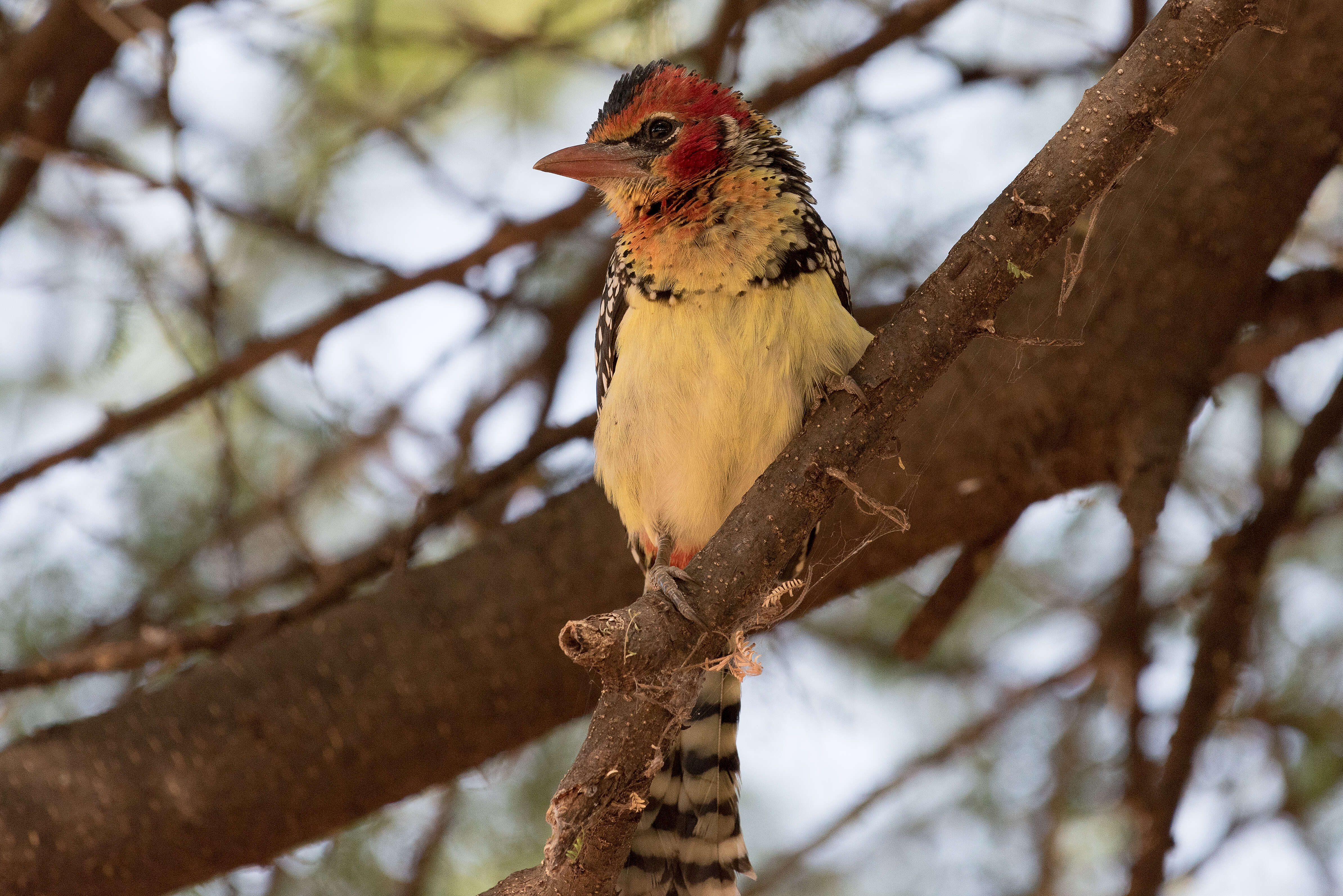 Image of Red-and-yellow Barbet