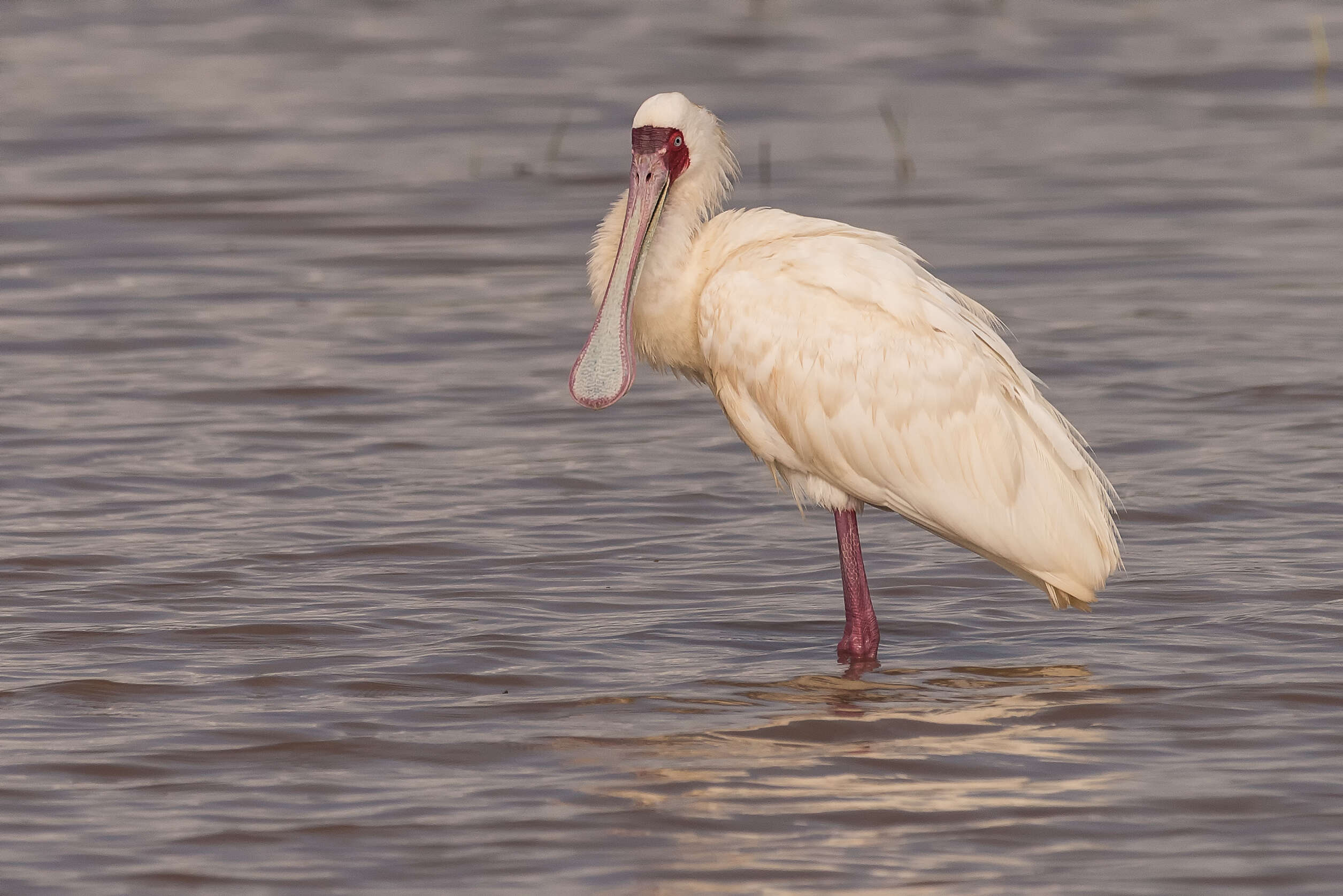 Image of African Spoonbill