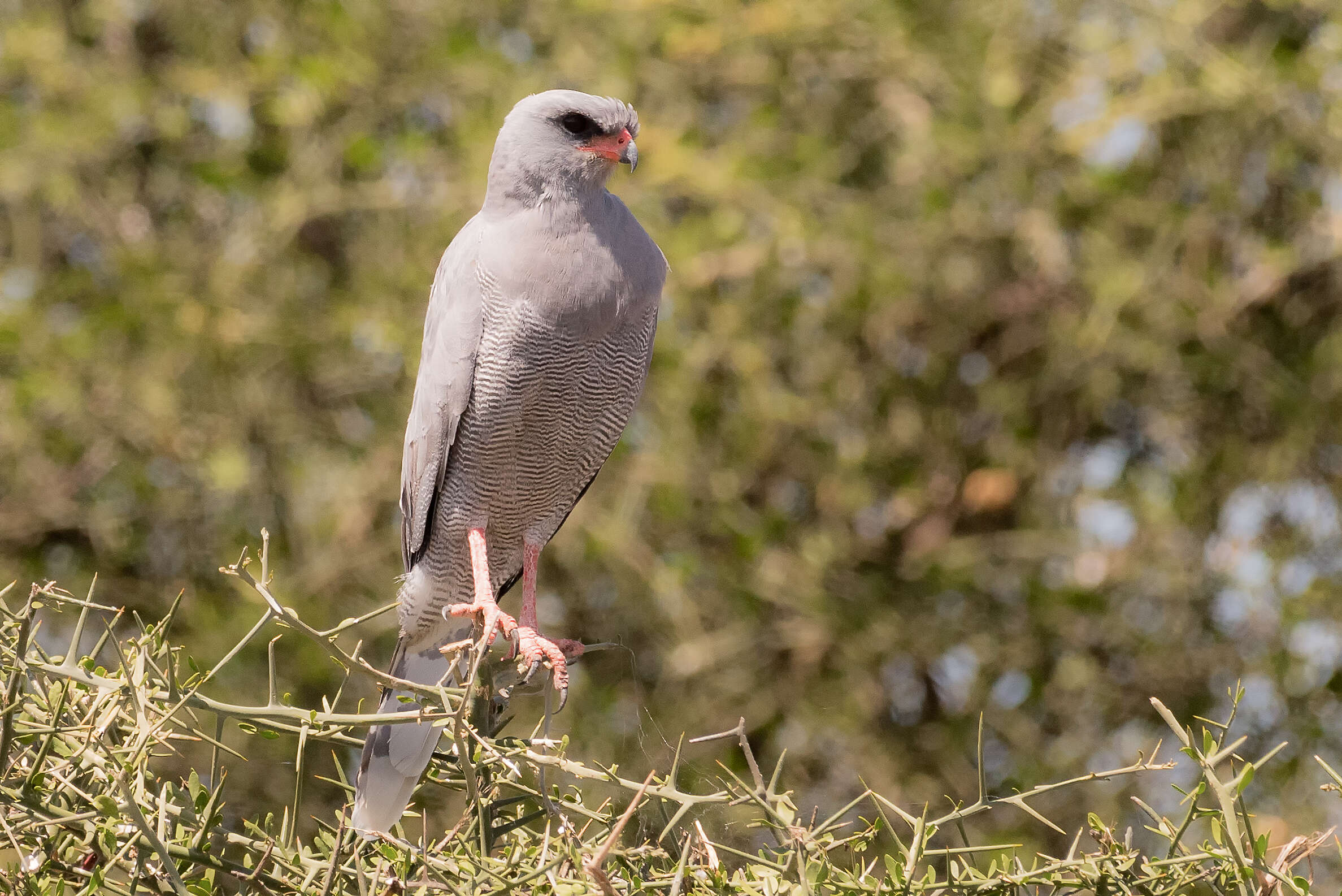 Image of Eastern Chanting Goshawk