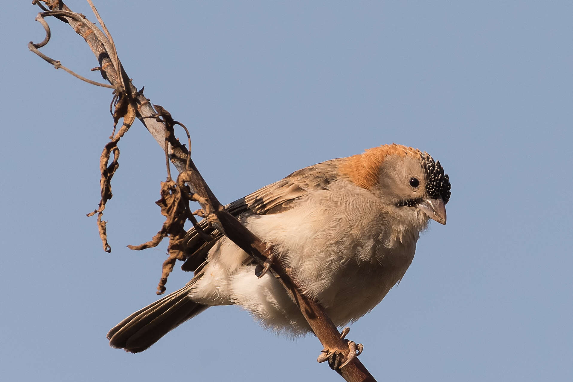 Image de Moineau quadrillé