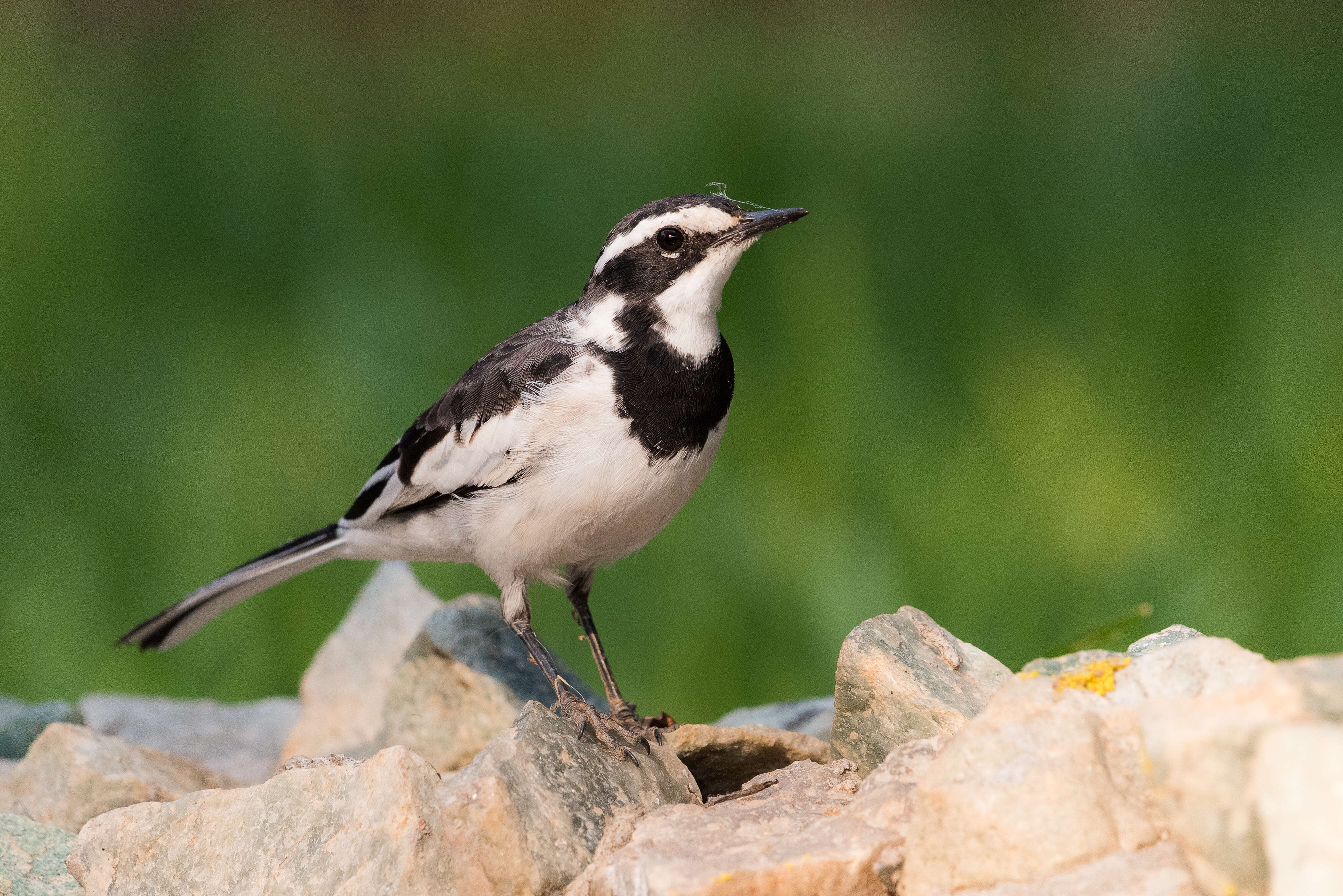 Image of African Pied Wagtail