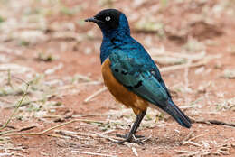 Image of Superb Starling