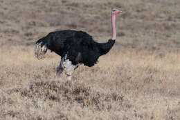 Image of ostriches