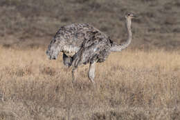 Image of ostriches