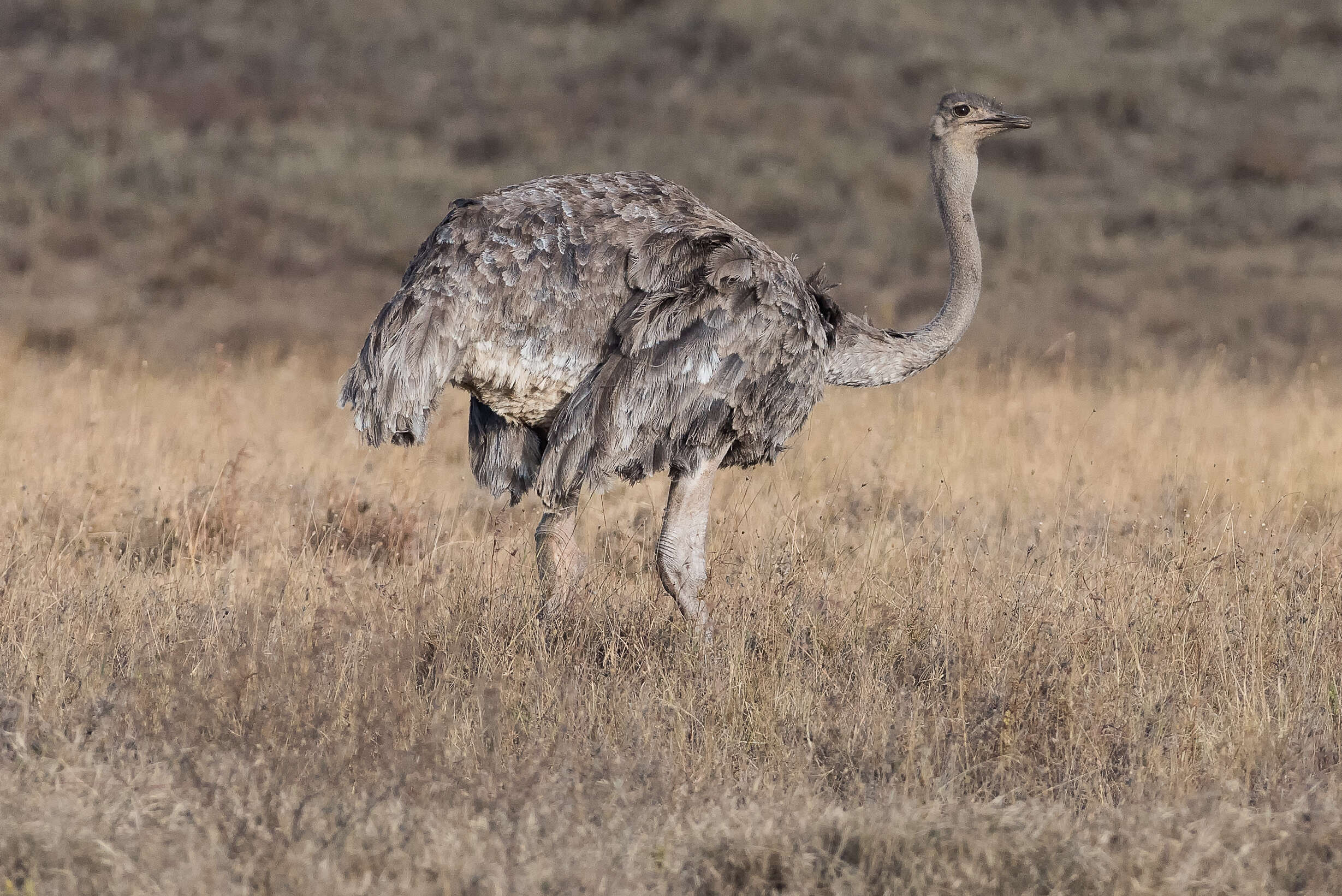 Image of ostriches