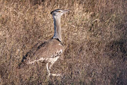 Image of Kori Bustard