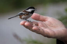 Image of Chestnut-backed Chickadee