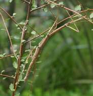 Imagem de Hoheria angustifolia Raoul