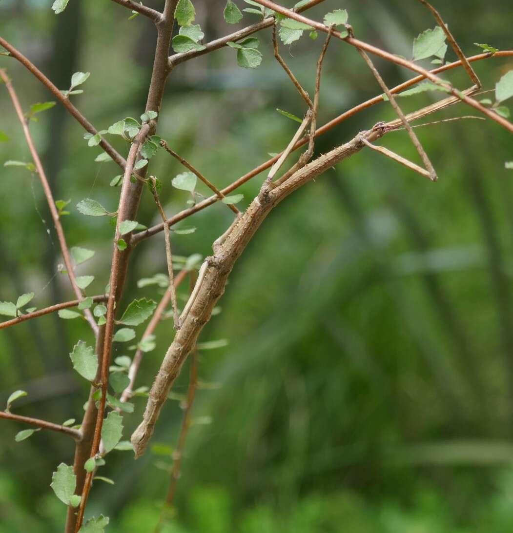 Imagem de Hoheria angustifolia Raoul