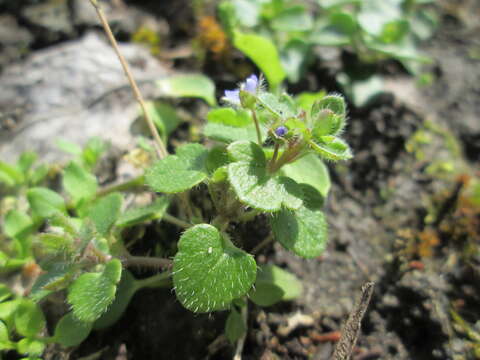 Image of ivy-leaved speedwell