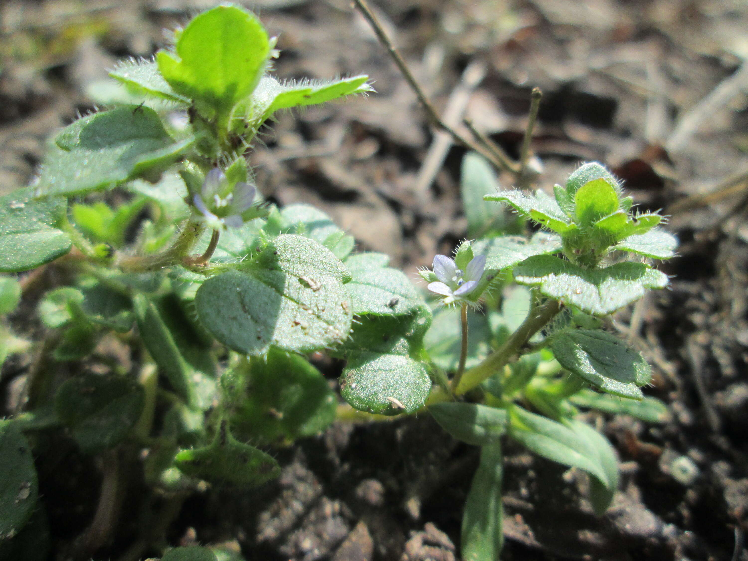 Image of ivy-leaved speedwell