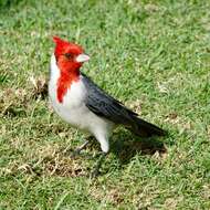 Image of Red-crested Cardinal