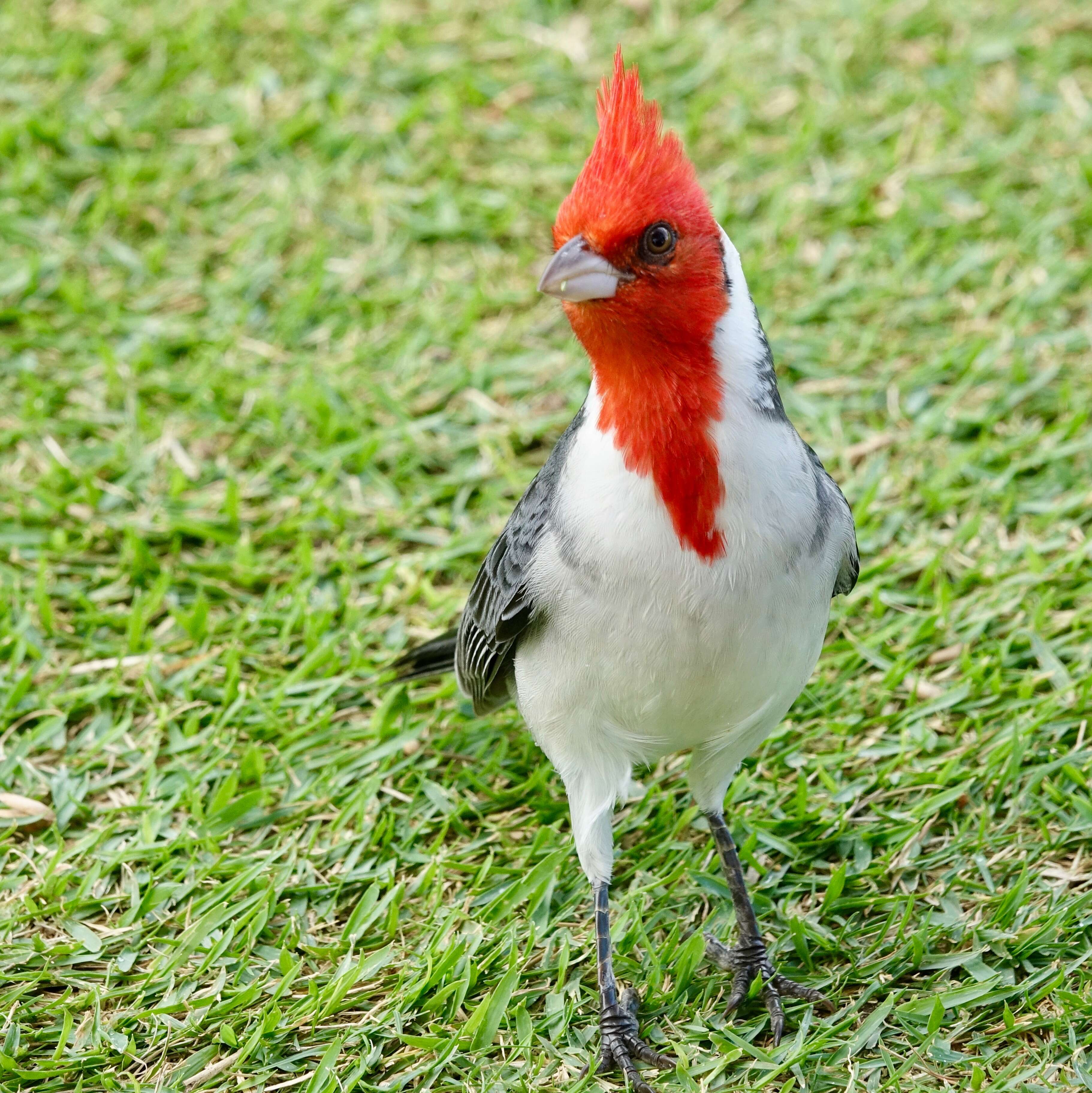 Image of Red-crested Cardinal