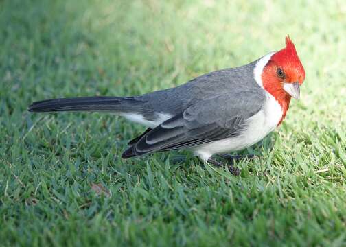 Image of Red-crested Cardinal