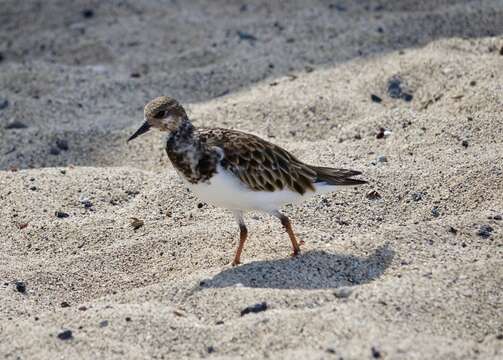 Image of Ruddy Turnstone