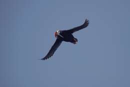 Image of Tufted Puffin