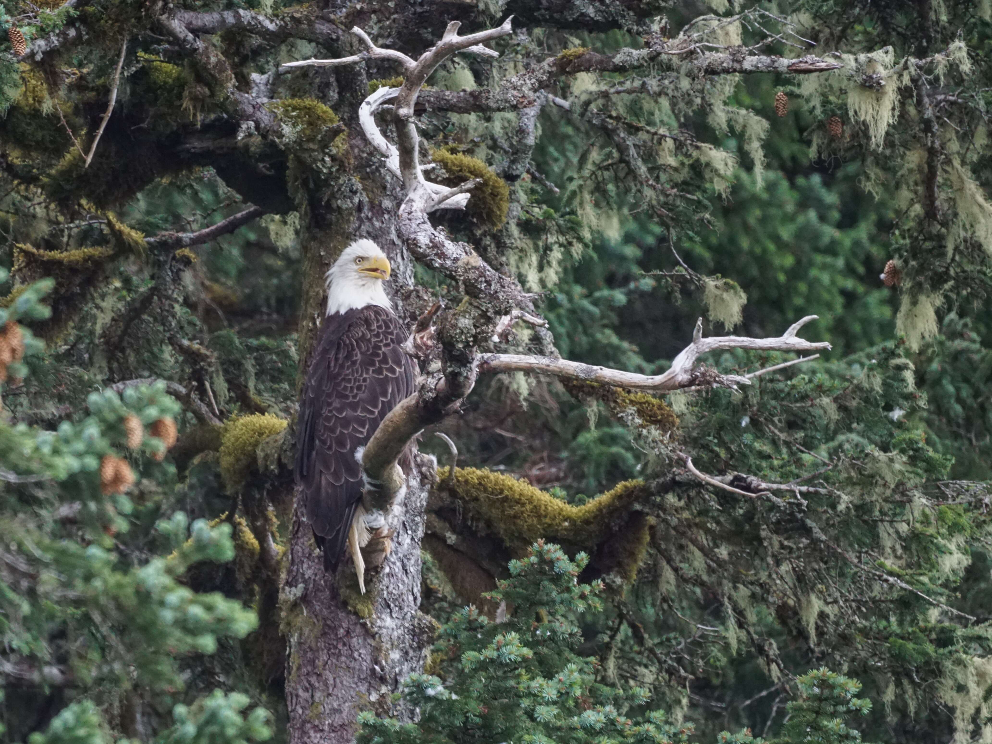 Image of Bald Eagle