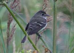 Image of Alder Flycatcher