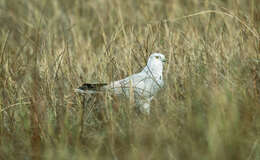 Image of Pallid Harrier