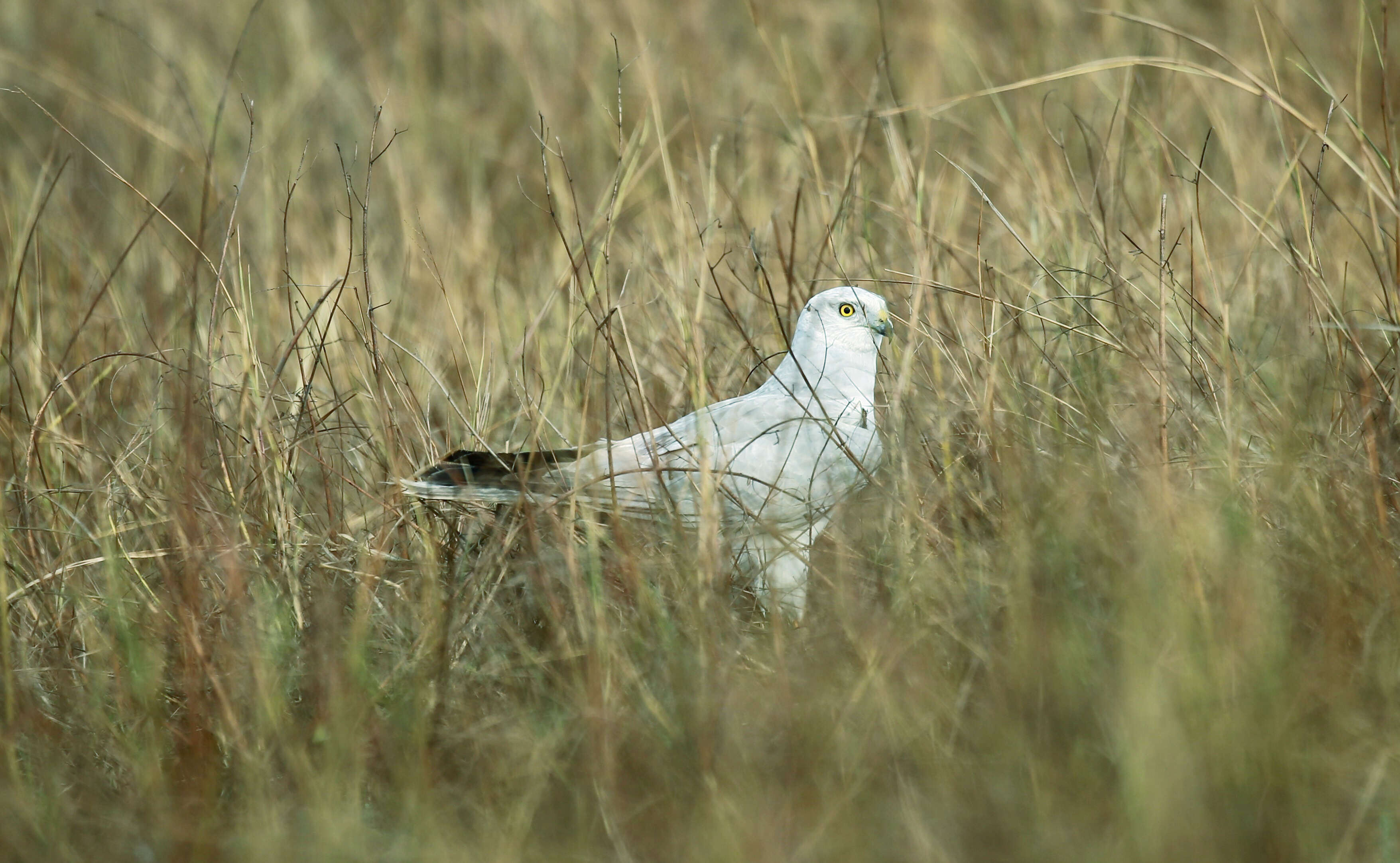 Image of Pallid Harrier