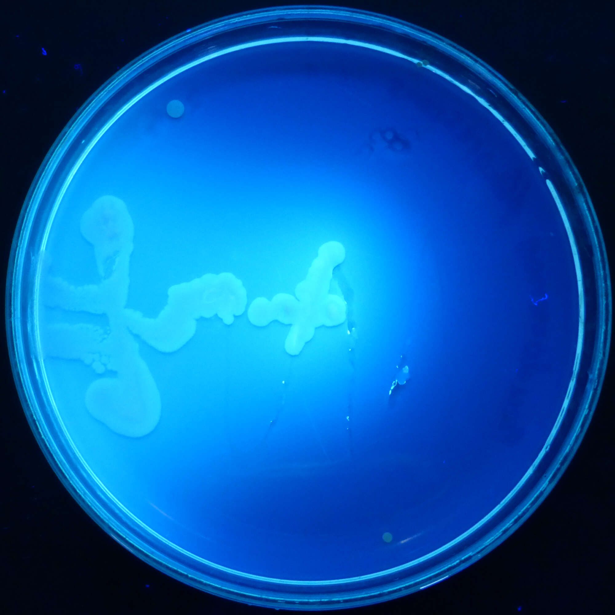 Plancia ëd Pseudomonas fluorescens