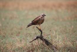 Image of Pallid Harrier