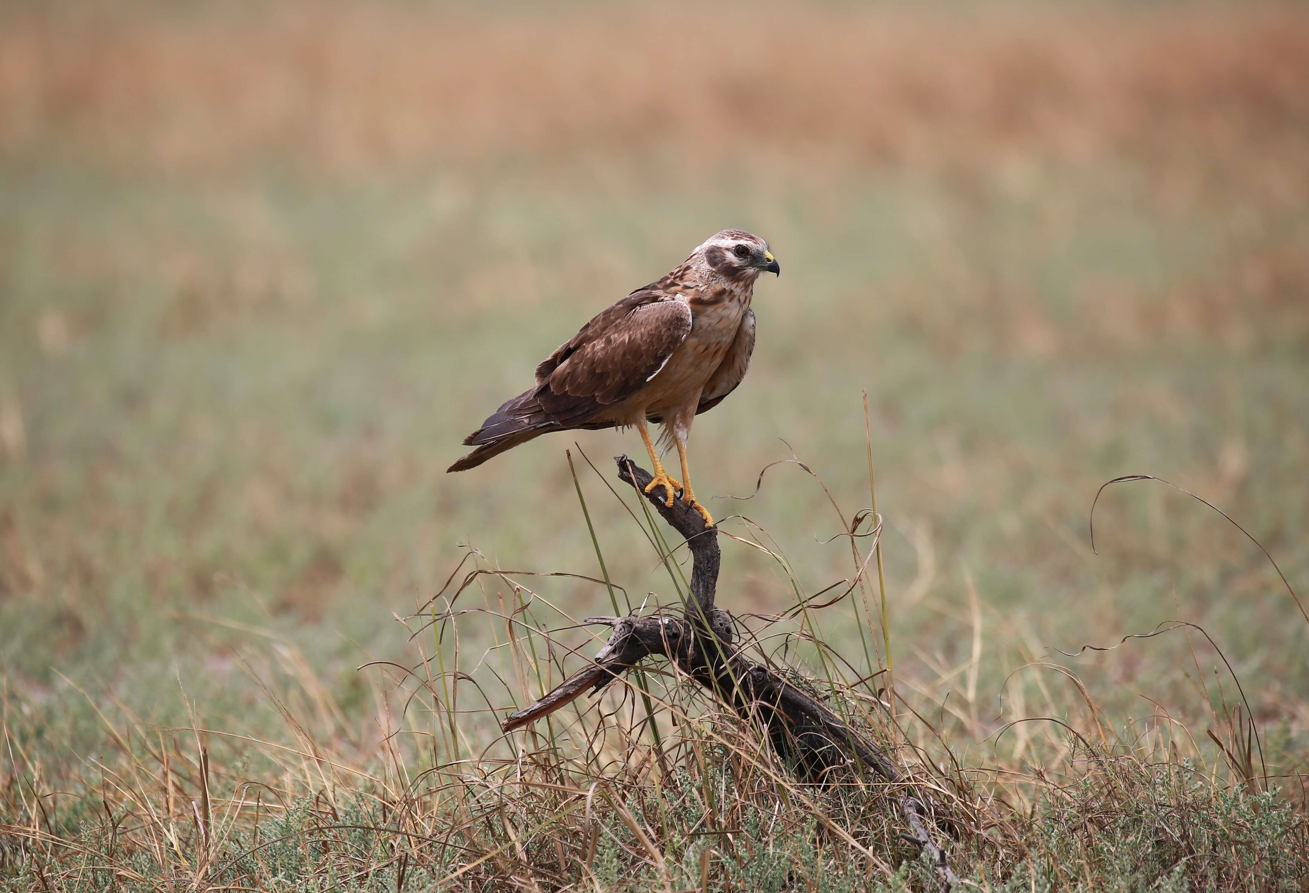 Image of Pallid Harrier