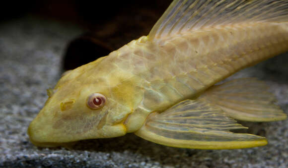 Image of Pterygoplichthys joselimaianus (Weber 1991)