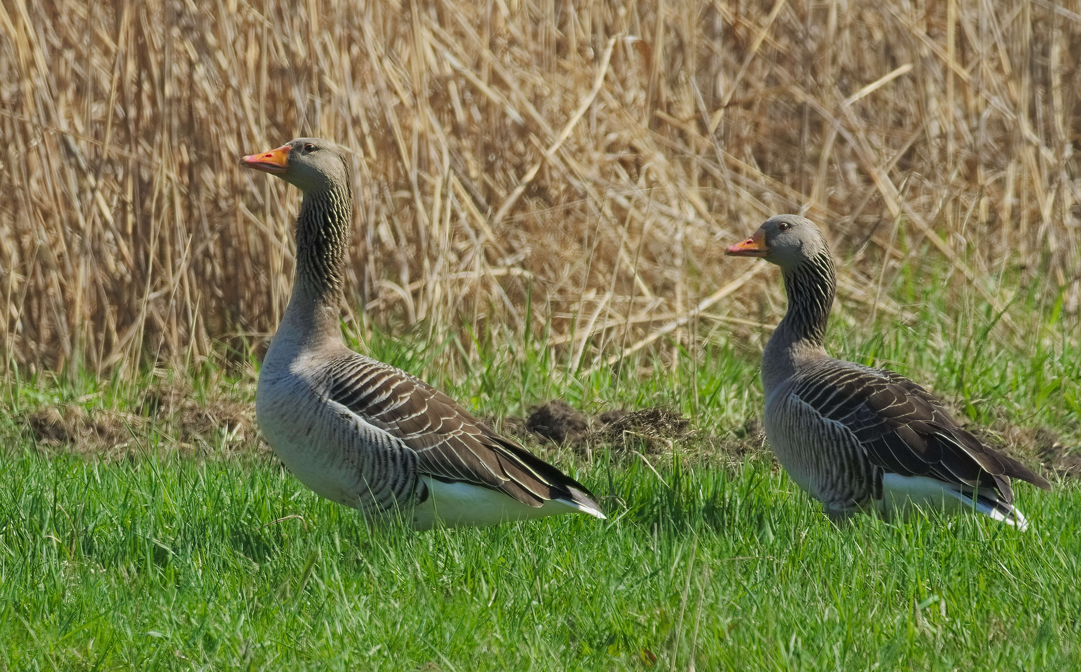 Image of Greylag Goose