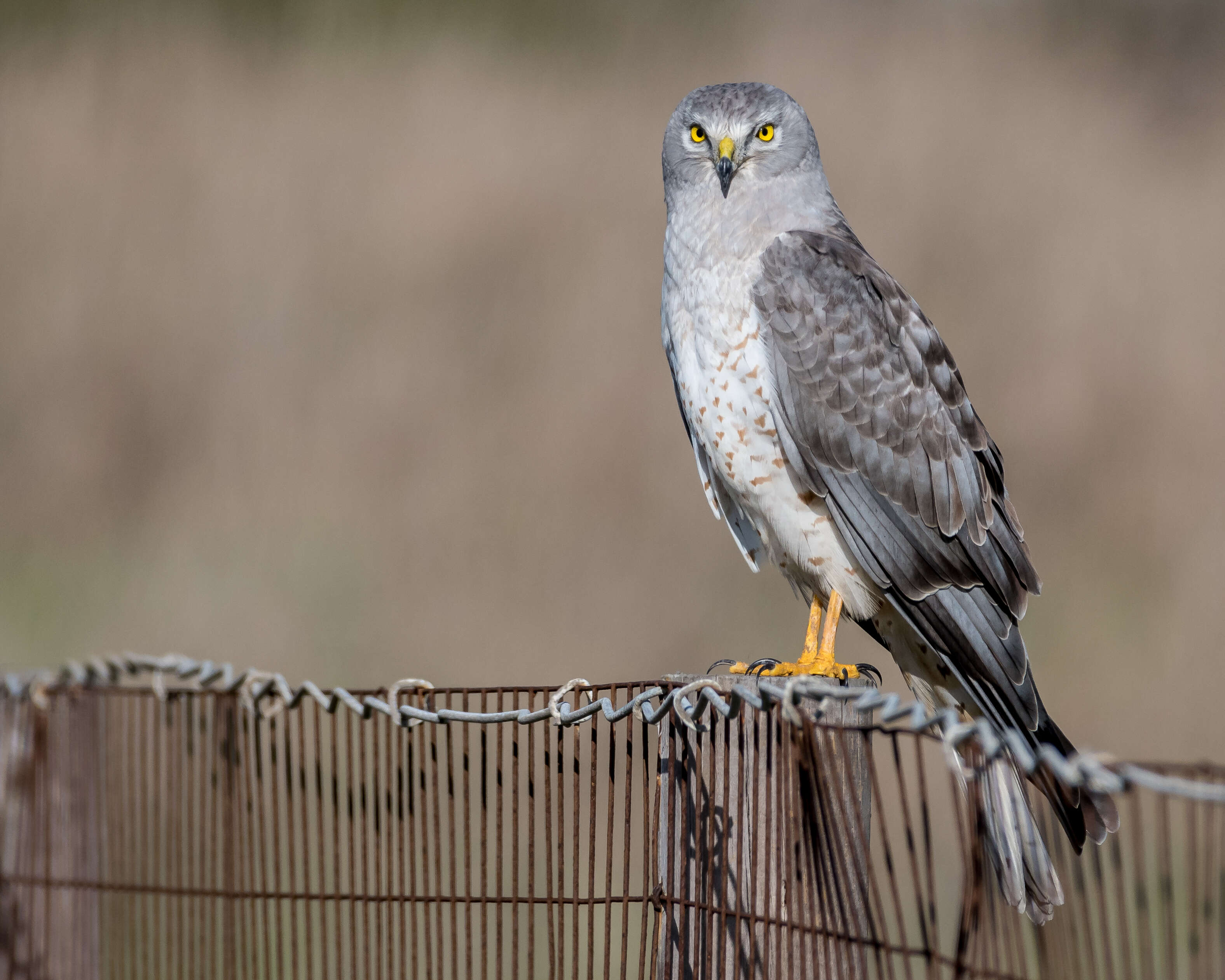 Image of Northern Harrier