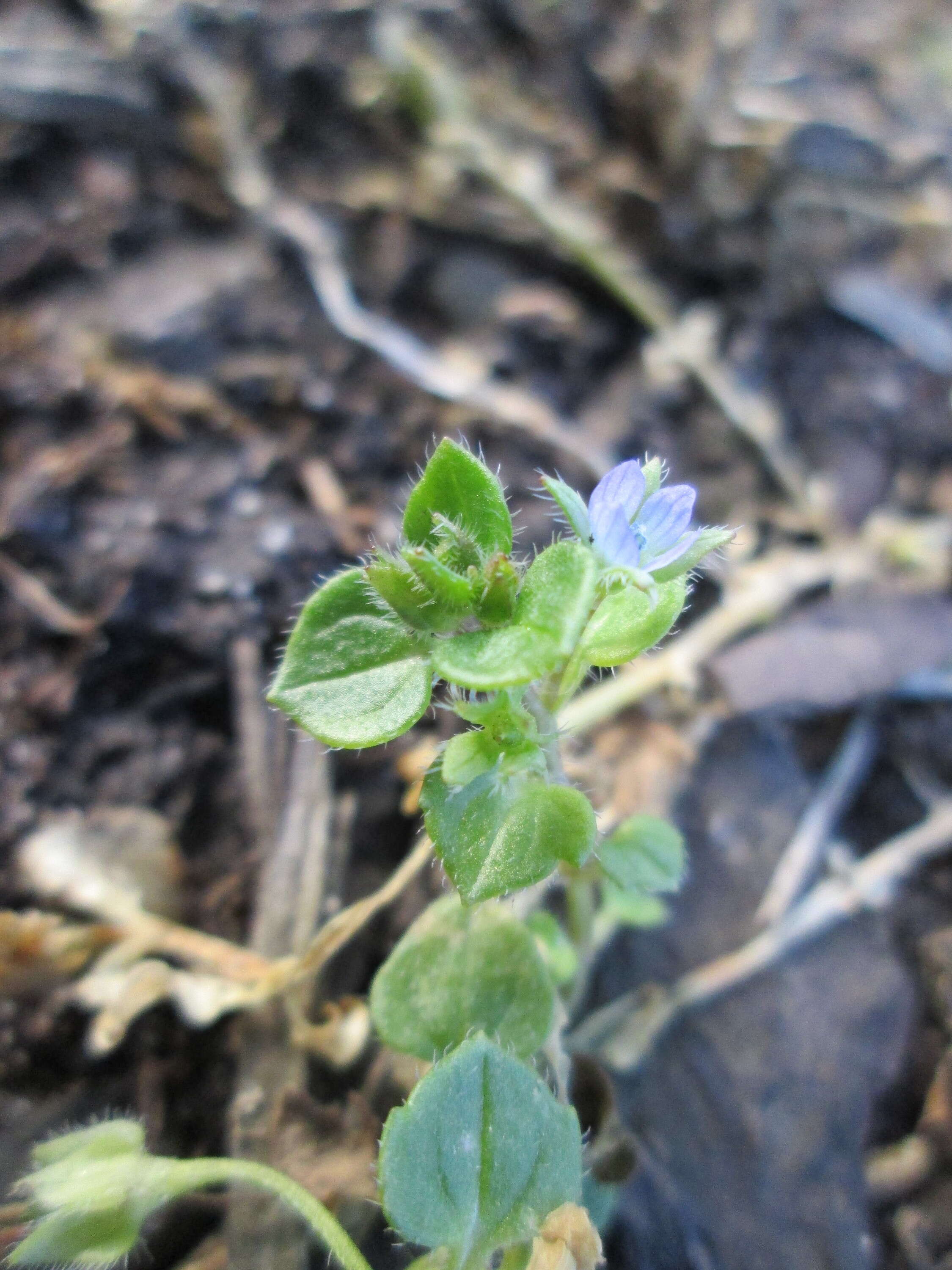 Image of ivy-leaved speedwell