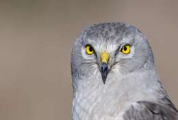 Image of Northern Harrier