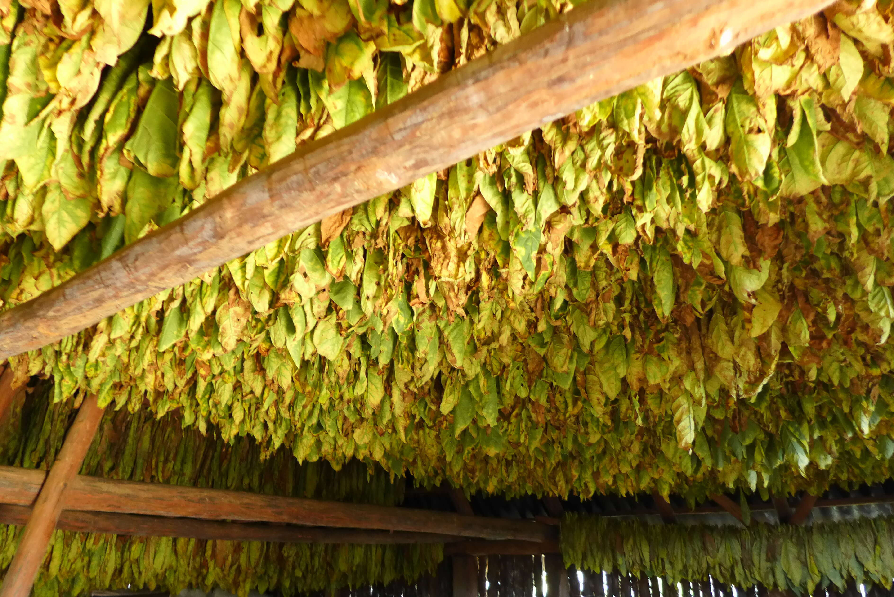 Image of cultivated tobacco