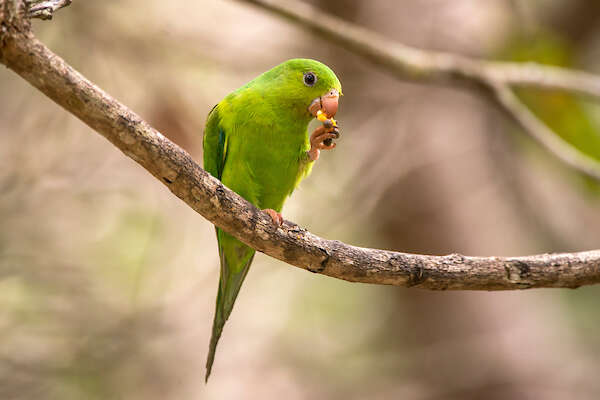 Image of Plain Parakeet