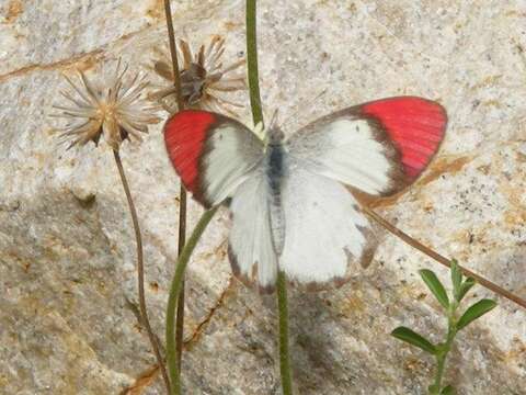 Image of Scarlet Tip