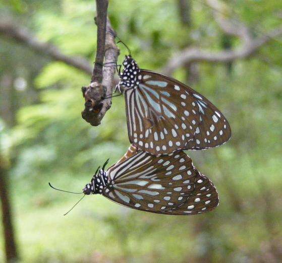 Image of Tirumala septentrionis