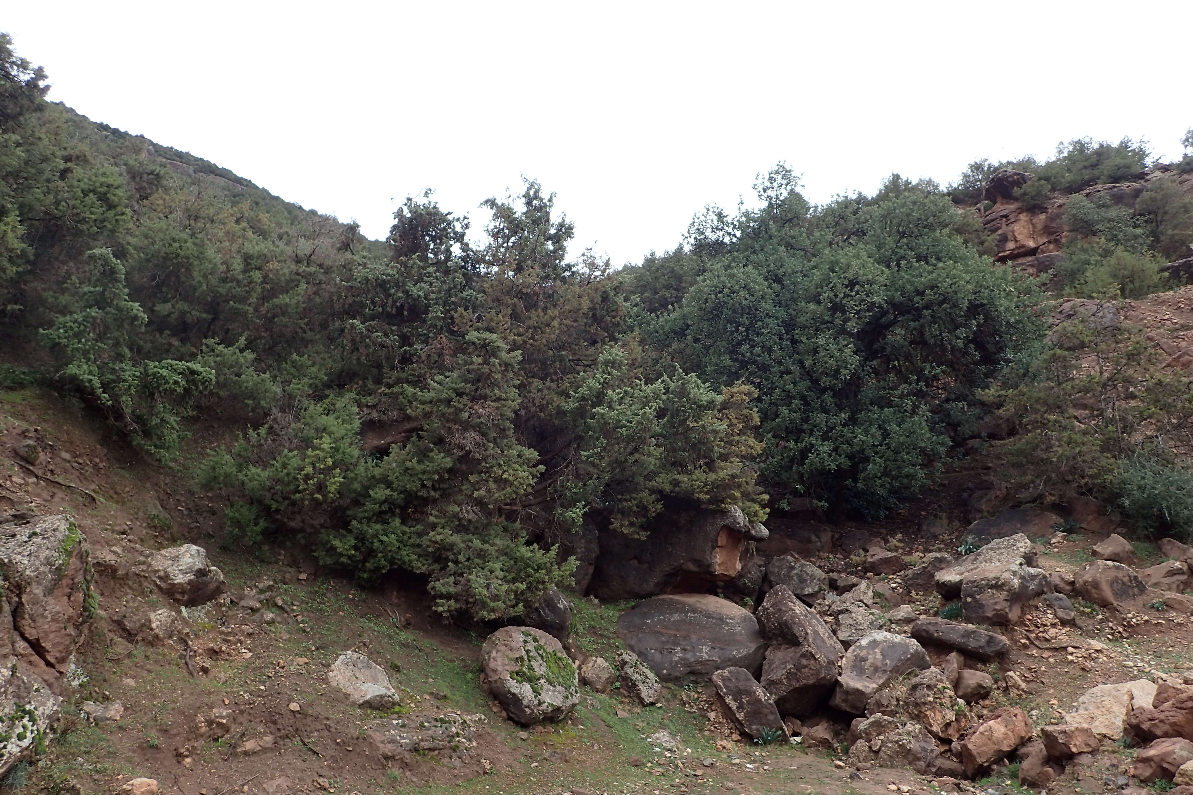 Image of Prickly Juniper