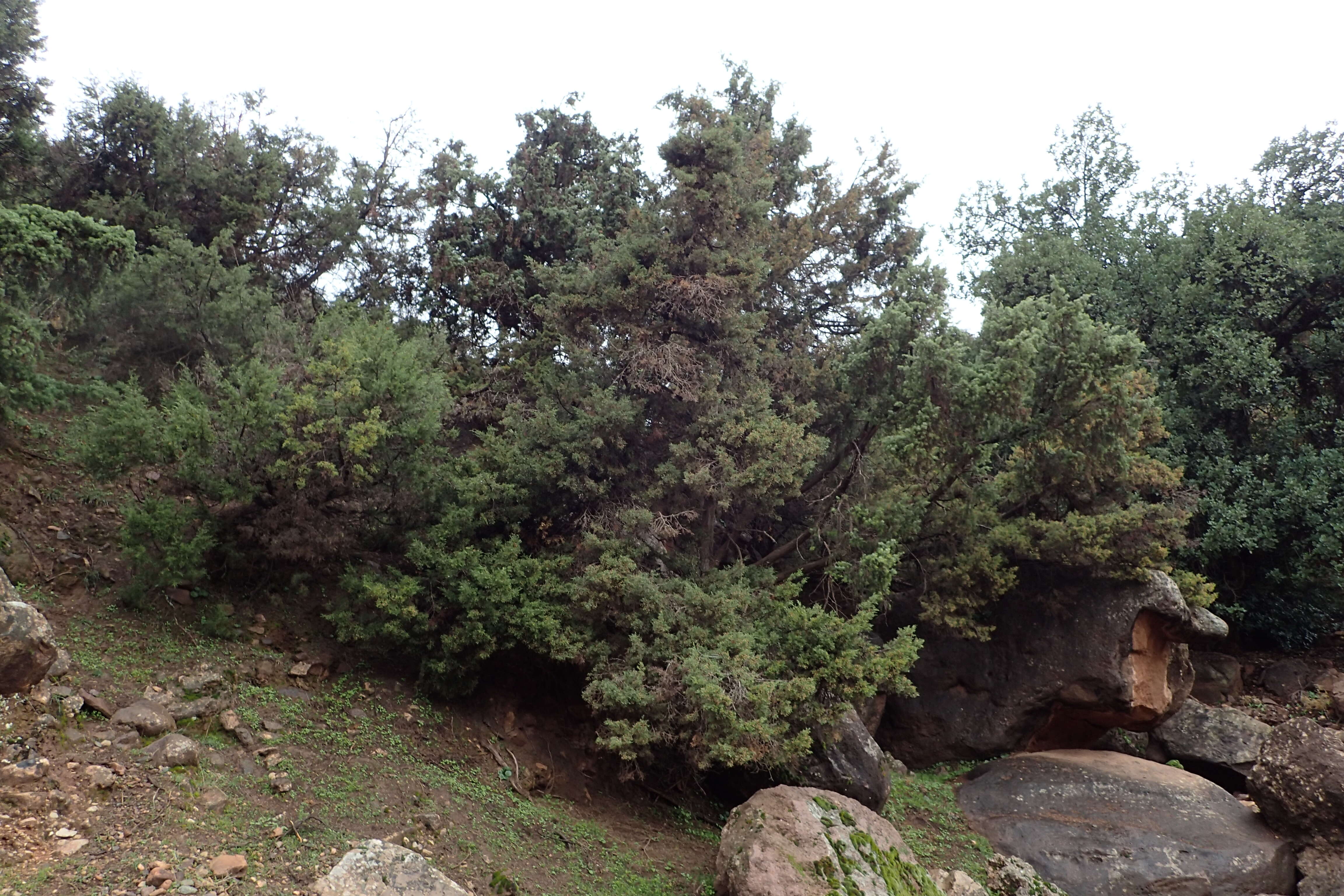 Image of Prickly Juniper