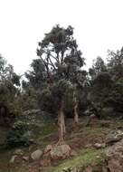 Image of Prickly Juniper