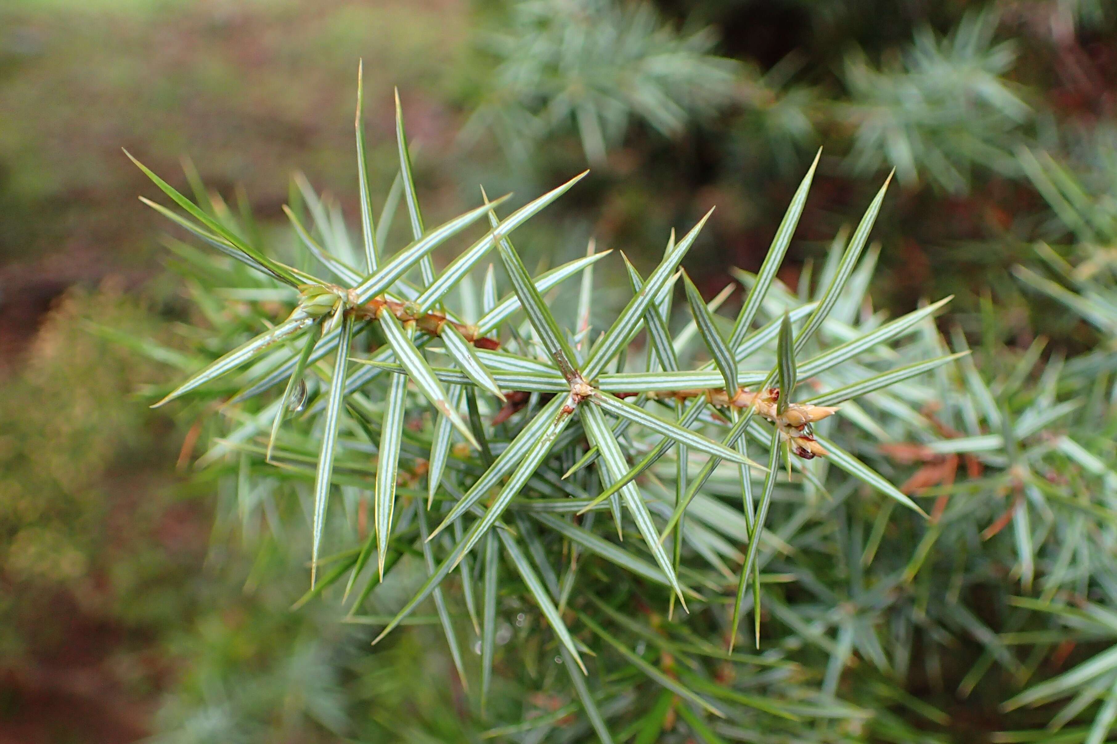 Image of Prickly Juniper