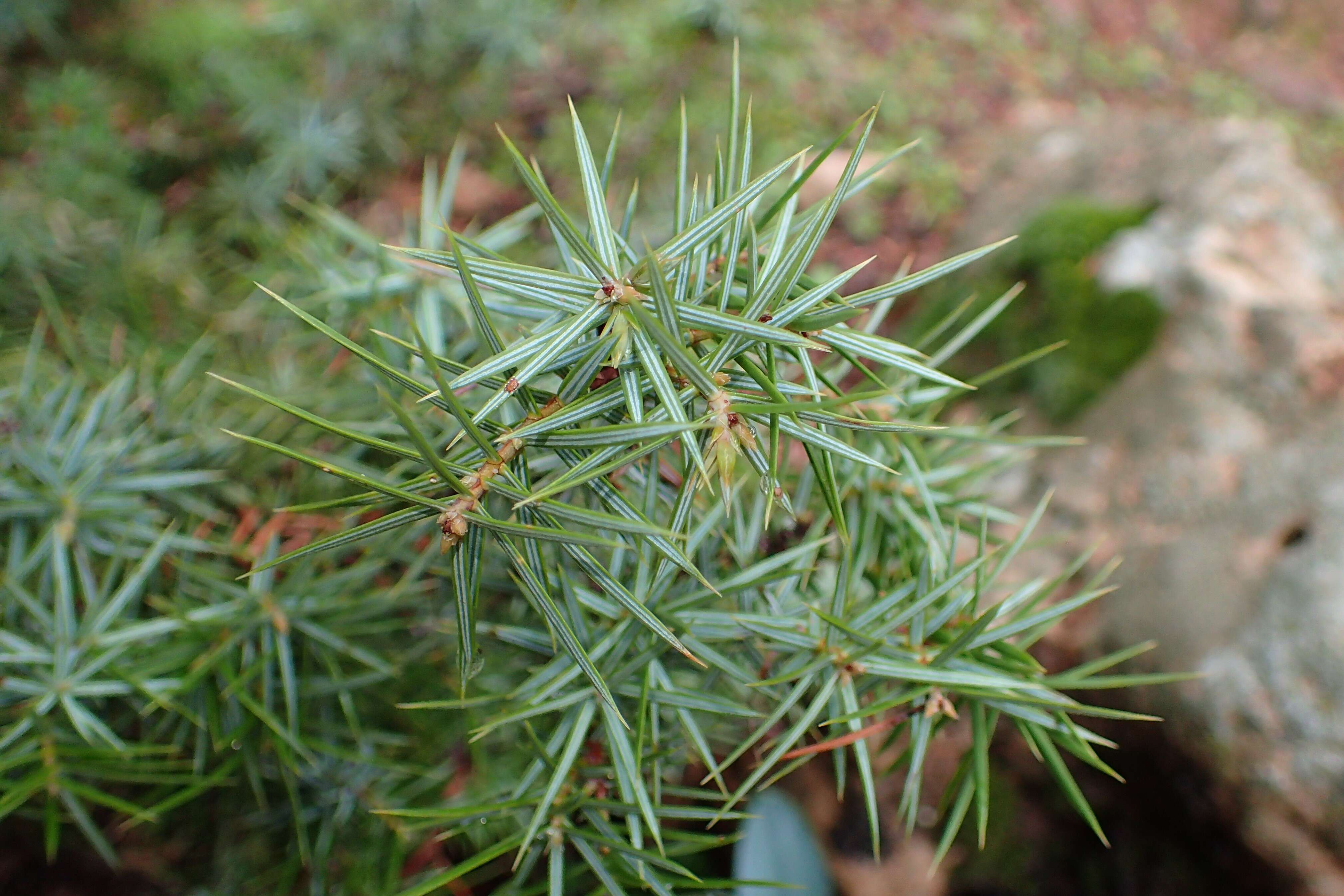 Image of Prickly Juniper